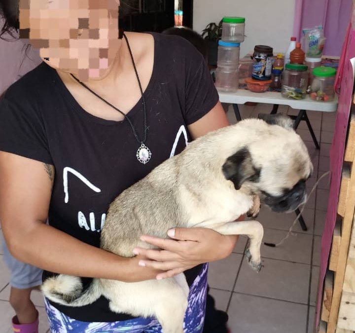 Atiende SSPC denuncia ciudadana sobre maltrato animal en Tepic