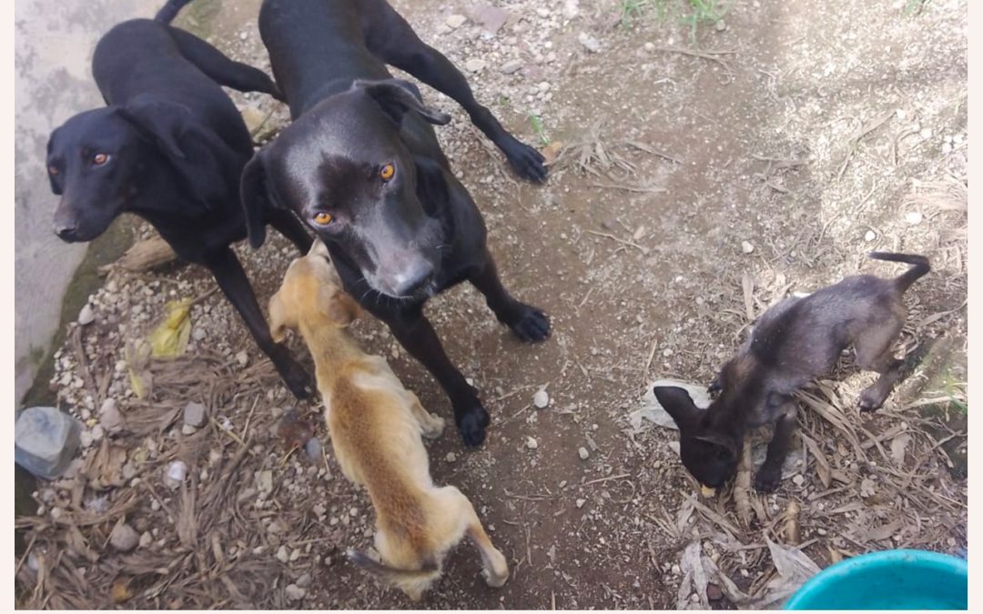 RESCATA FISCALÍA A CUATRO CANINOS QUE PRESENTABAN PRESUNTO MALTRATO ANIMAL